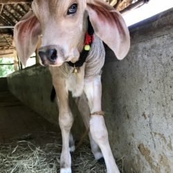 タパスウィニアシュラムで生まれたばかりの子牛