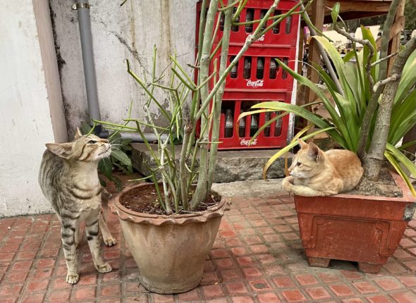 ティルヴァンナーマライの猫たち