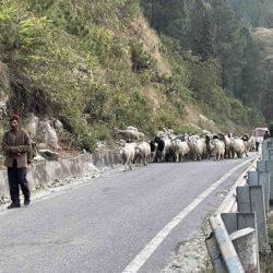 ヤギたちの散歩