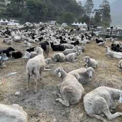 かわいい羊の群れに遭遇